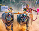 Celebrations in 2 districts after High Court verdict on Kambala